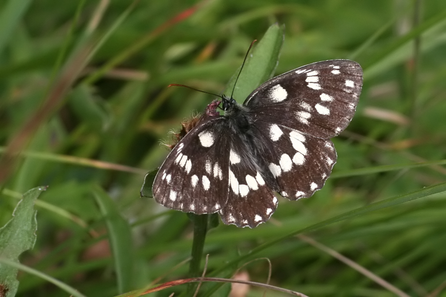 5941 (6528)_Dambordje - Rishnak N.P. (Kroatia).jpg